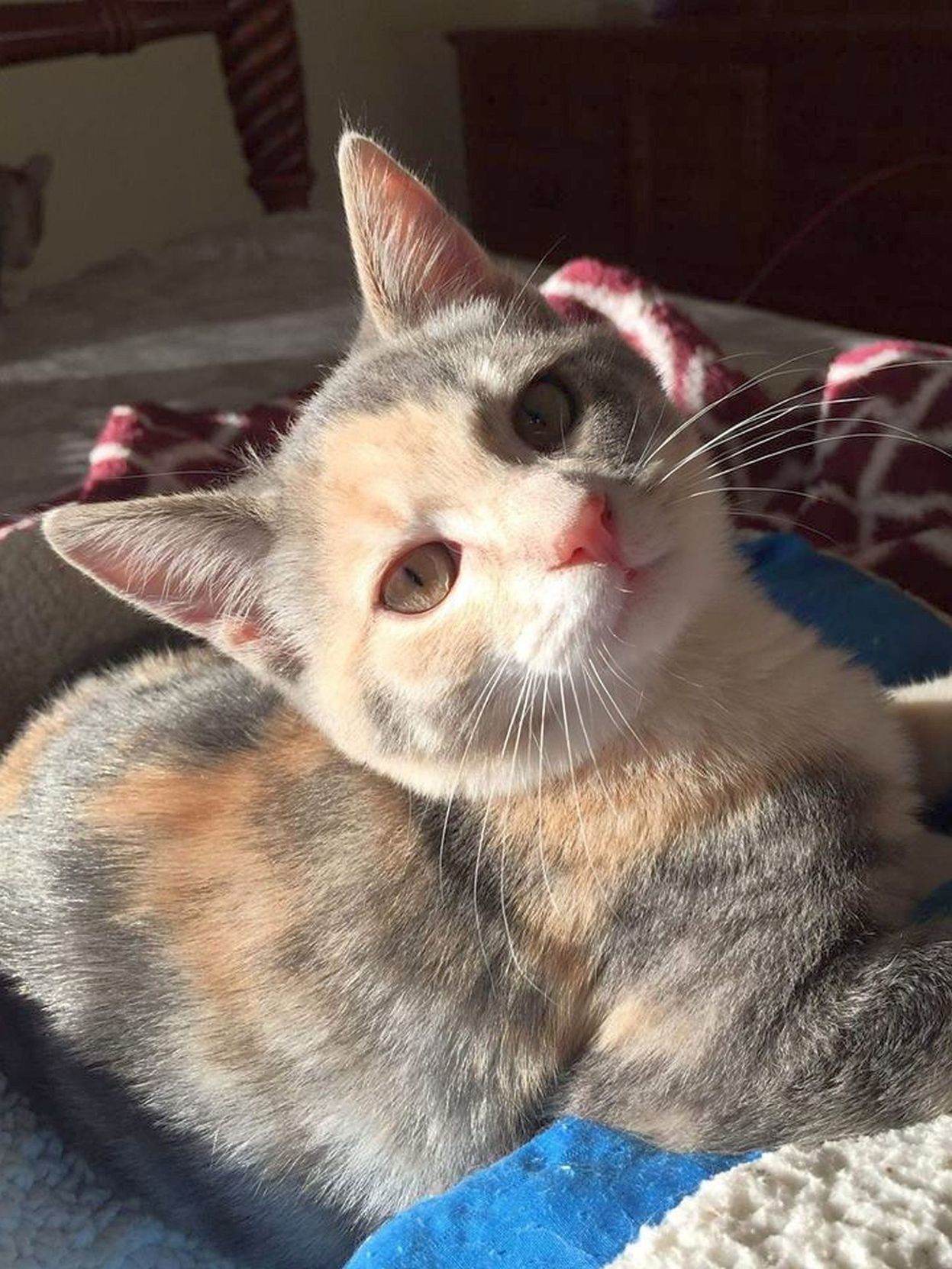 Pet of the Week: Precious